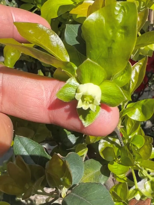 金弹子花芽与叶芽区别图片