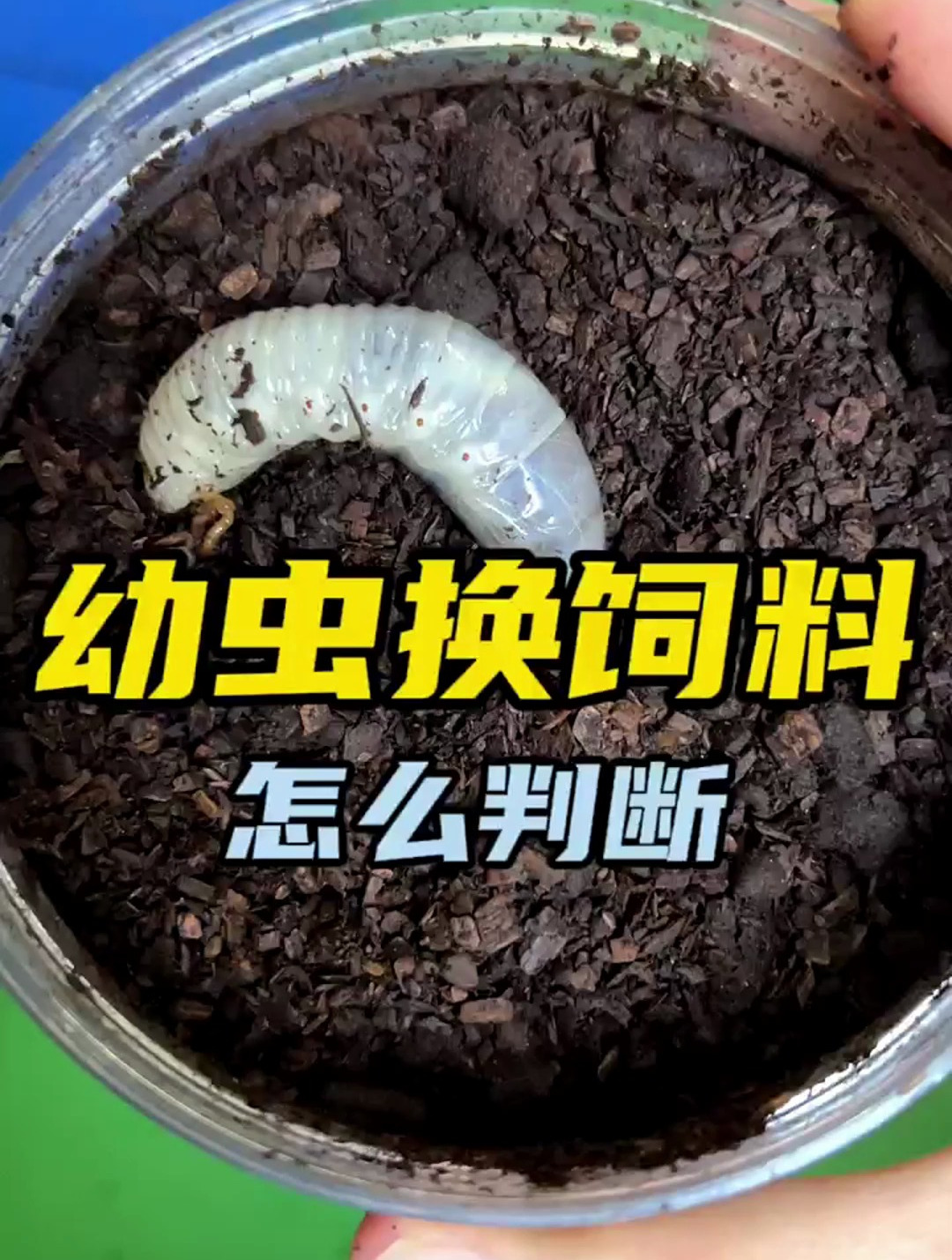 怎么判断甲虫幼虫需要换饲料了-度小视