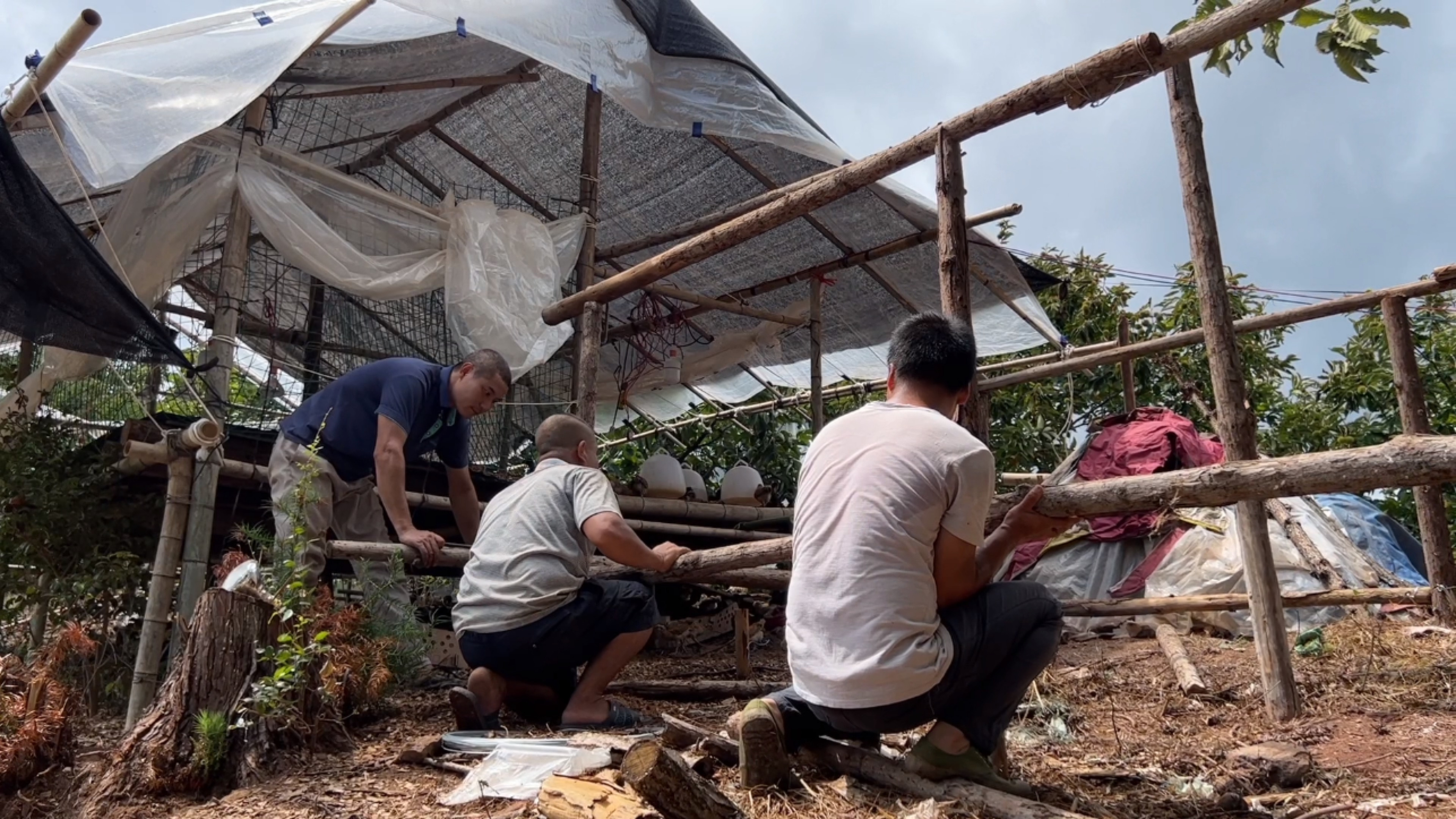 小鸡长大鸡棚住不下,小翠叫邻居帮搭棚子,阿金扛物料打下手