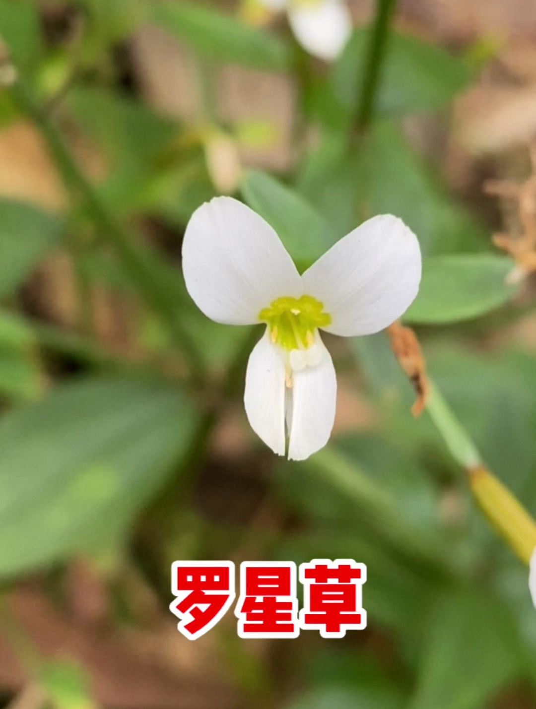 罗星草也叫"假须药草",看看你认识吗?