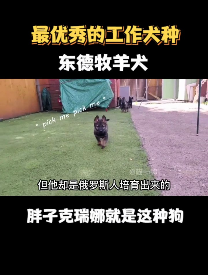 最优秀的工作犬种,东德牧羊犬!胖子克瑞娜就是这种狗-度小视