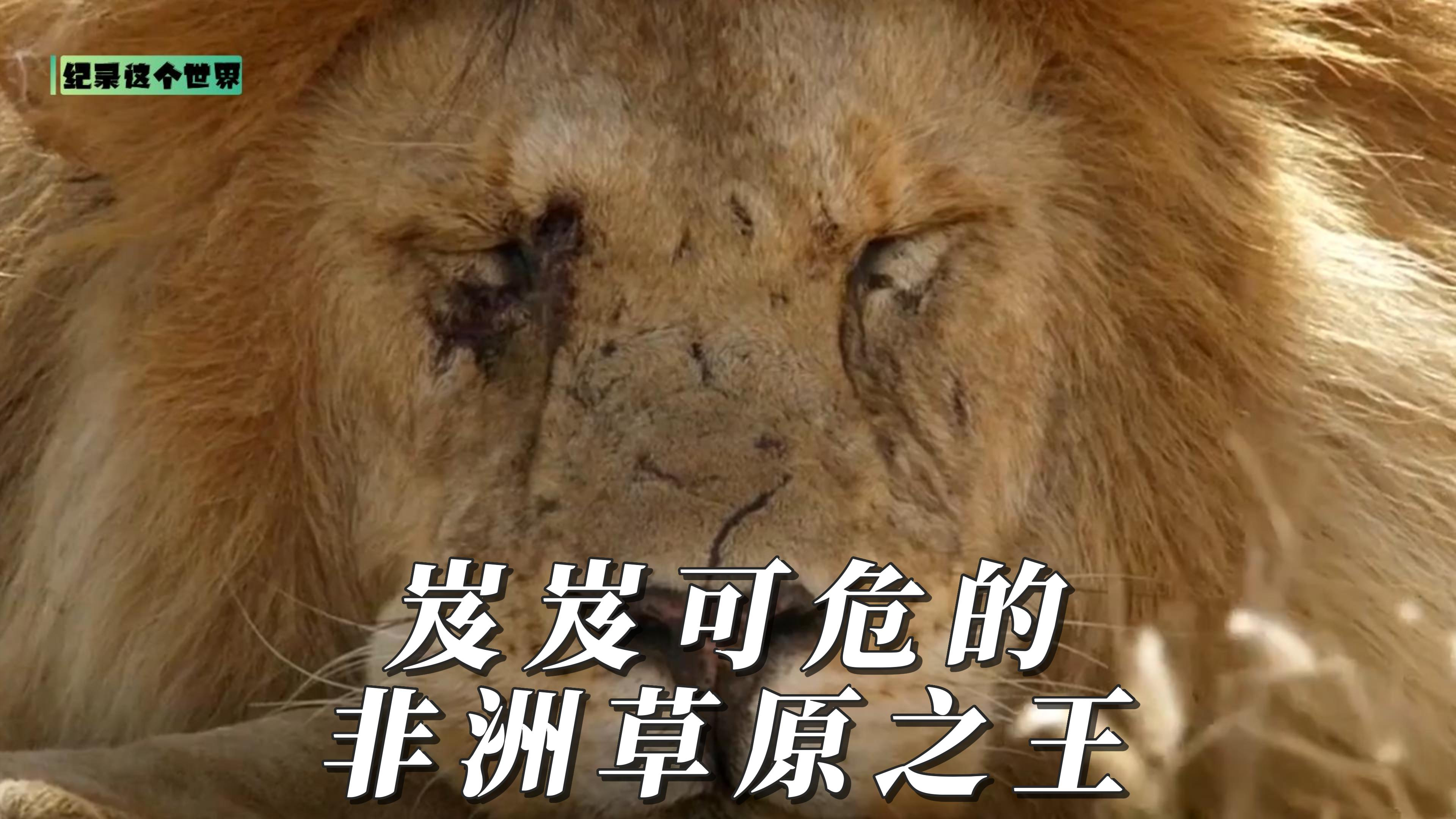 岌岌可危的非洲草原之王狮子