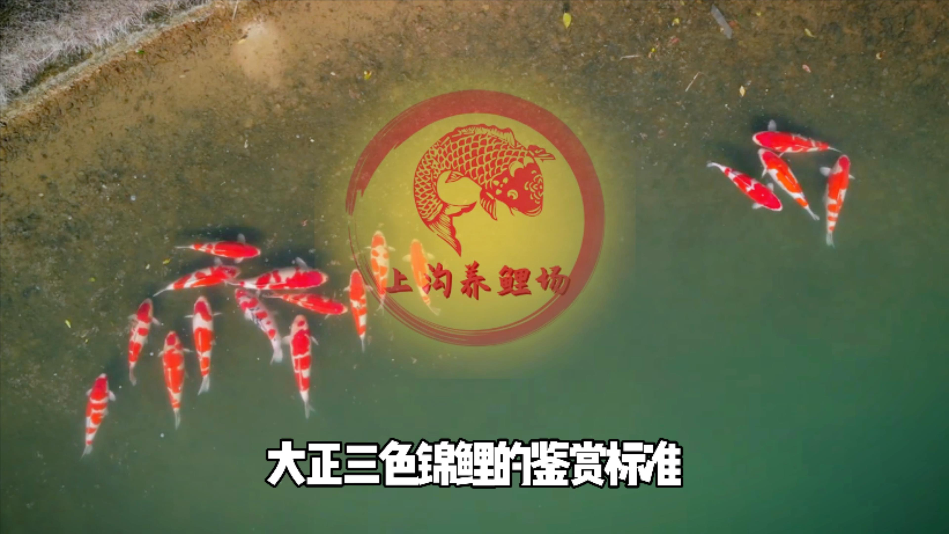 大正三色的鉴赏标准是什么?看懂这个视频你也能成为锦鲤大赛评委