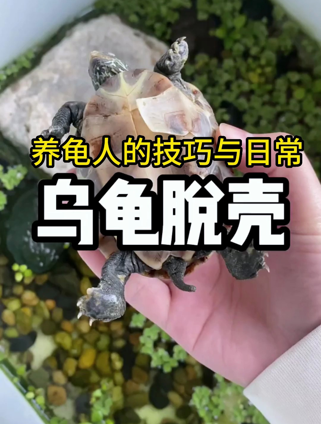 你见过乌龟脱壳吗?这场面我头一次见到!