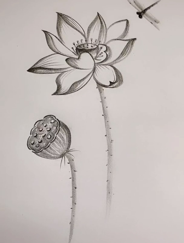 炭笔简单画荷花 零基础学画画 想画就画 炭笔画 日常瞎画-度小视