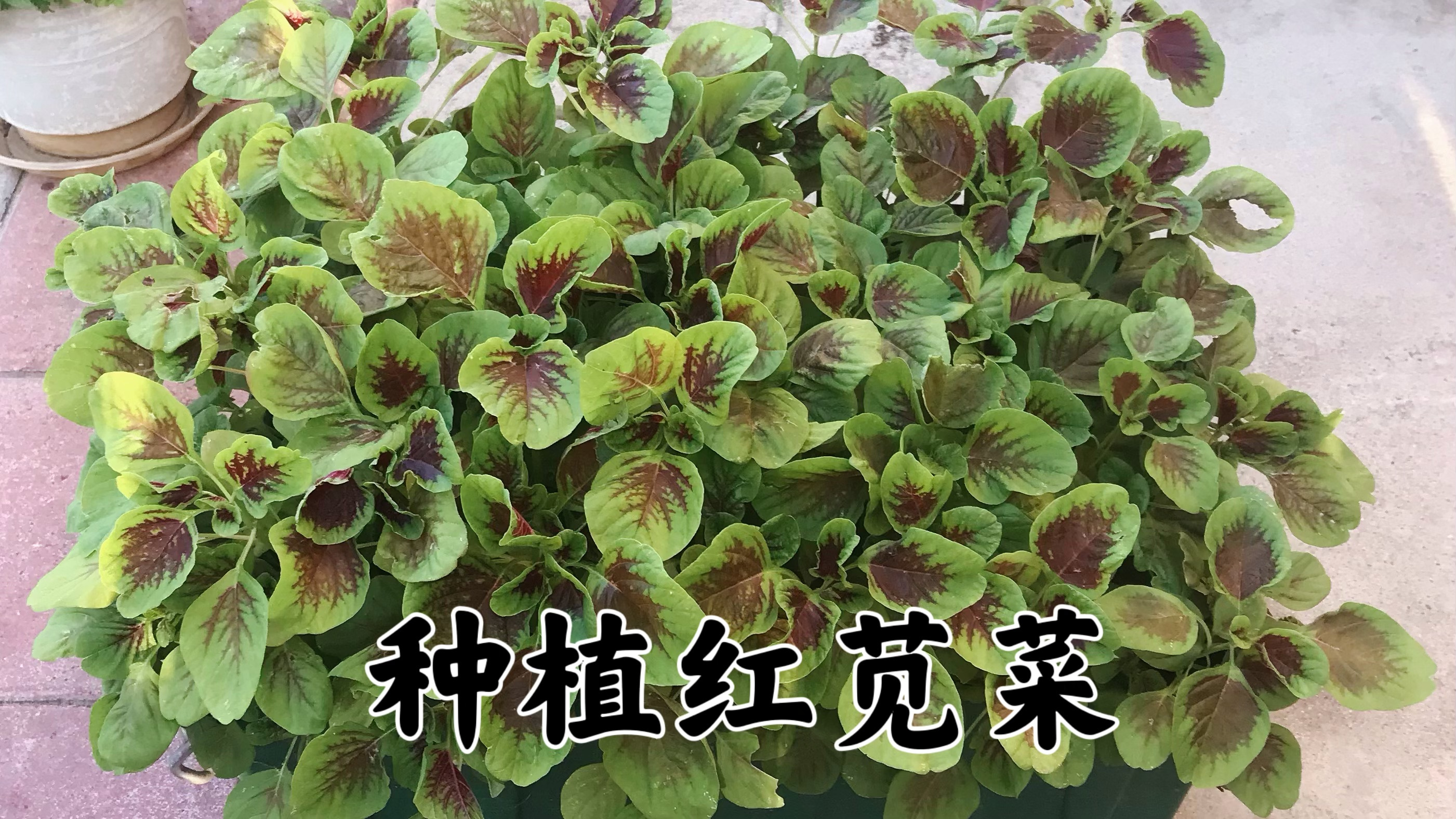 自家种植红苋菜 育苗成长注意事项 成熟采摘 35天左右简单搞定