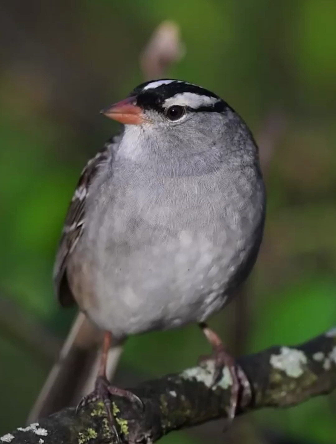 一只漂亮的白冠带鹀