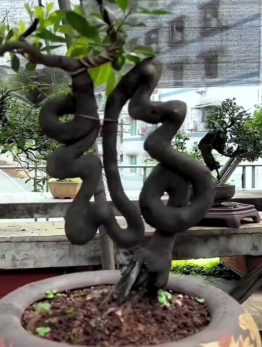 我的金弹子居然长出了个福字,你们说这是不是吉兆-度小视