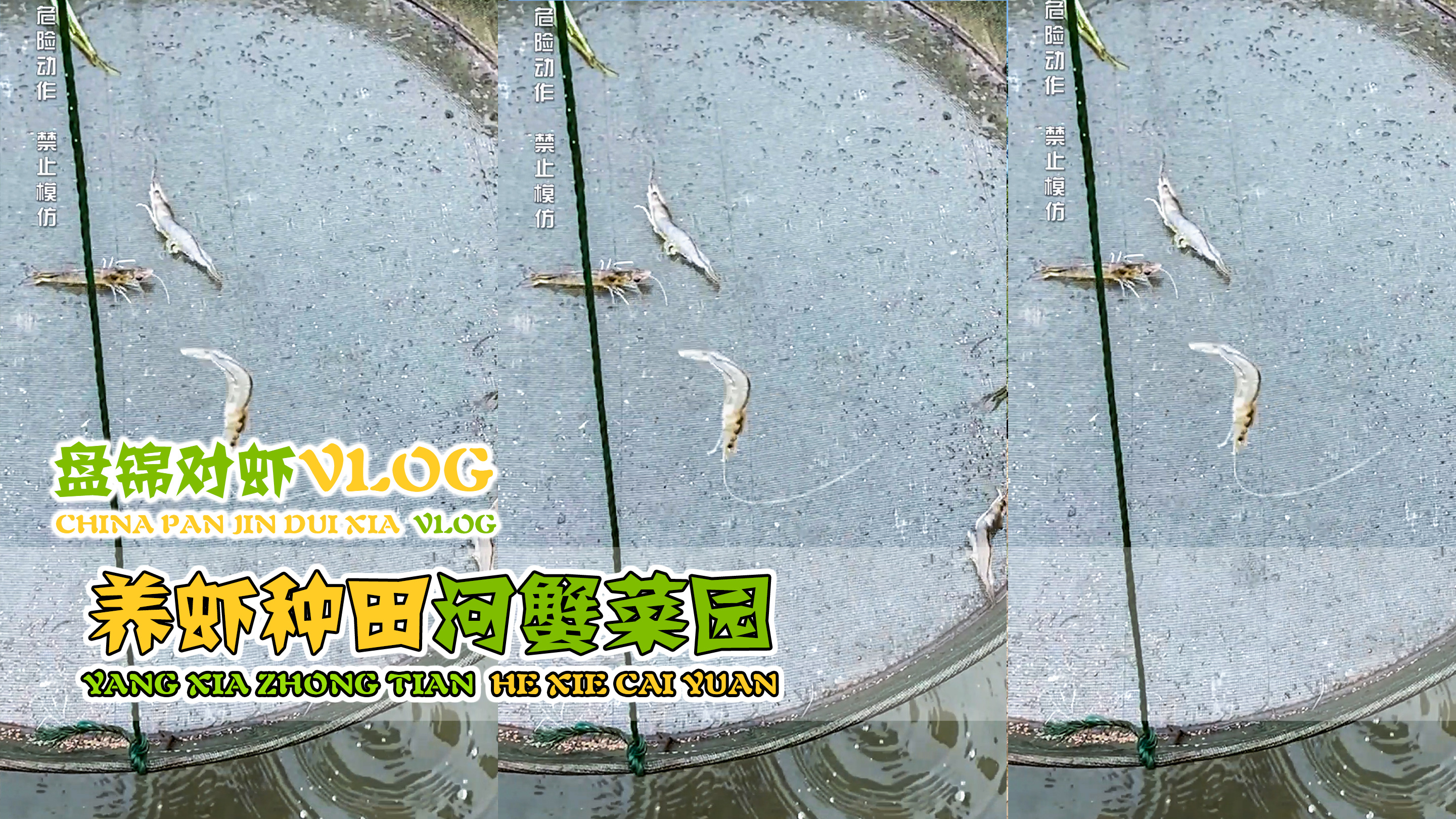 回忆篇 - 养虾种田 河蟹菜园 返乡务农 简单快乐!