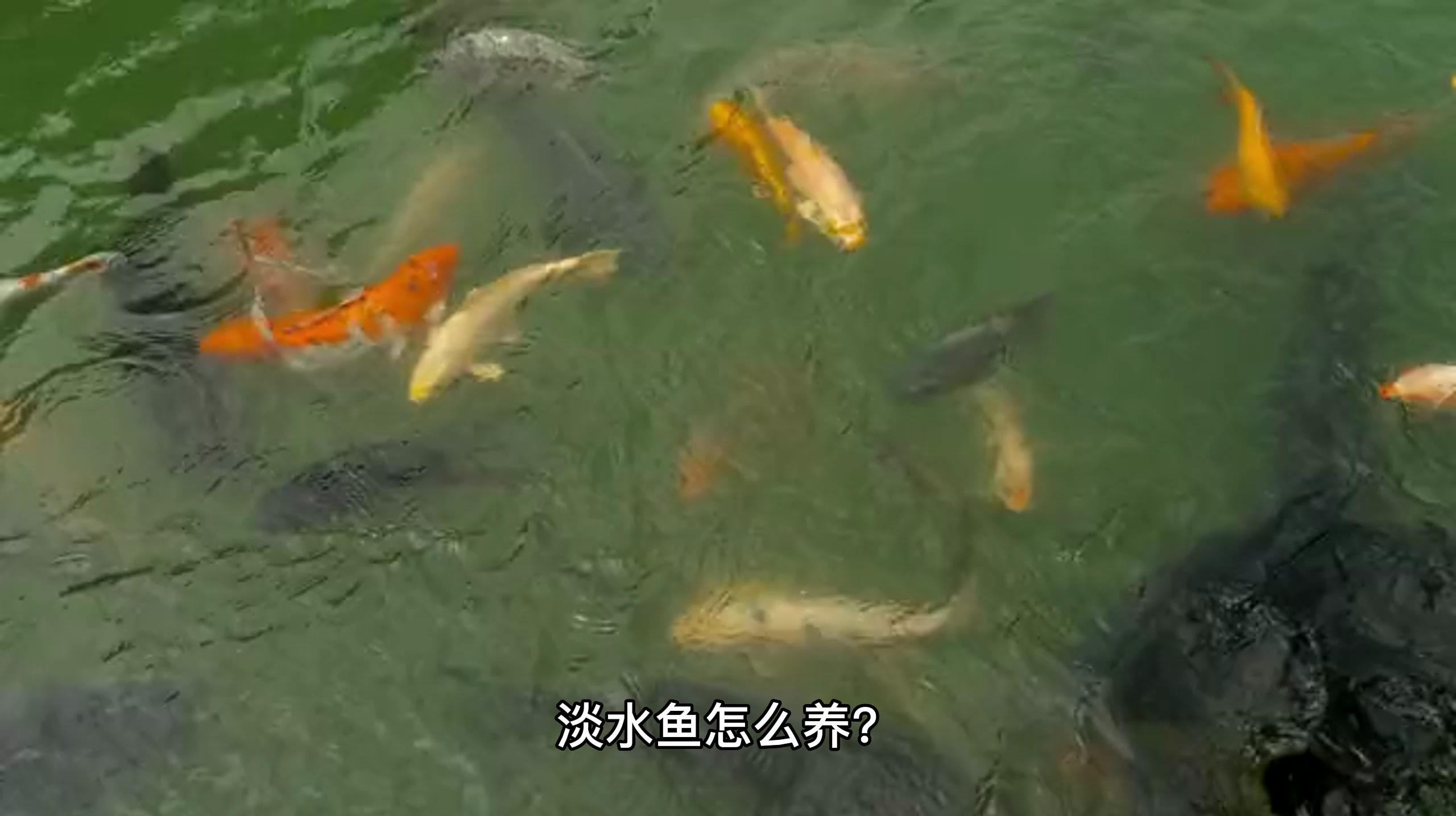 淡水鱼应该怎么养?