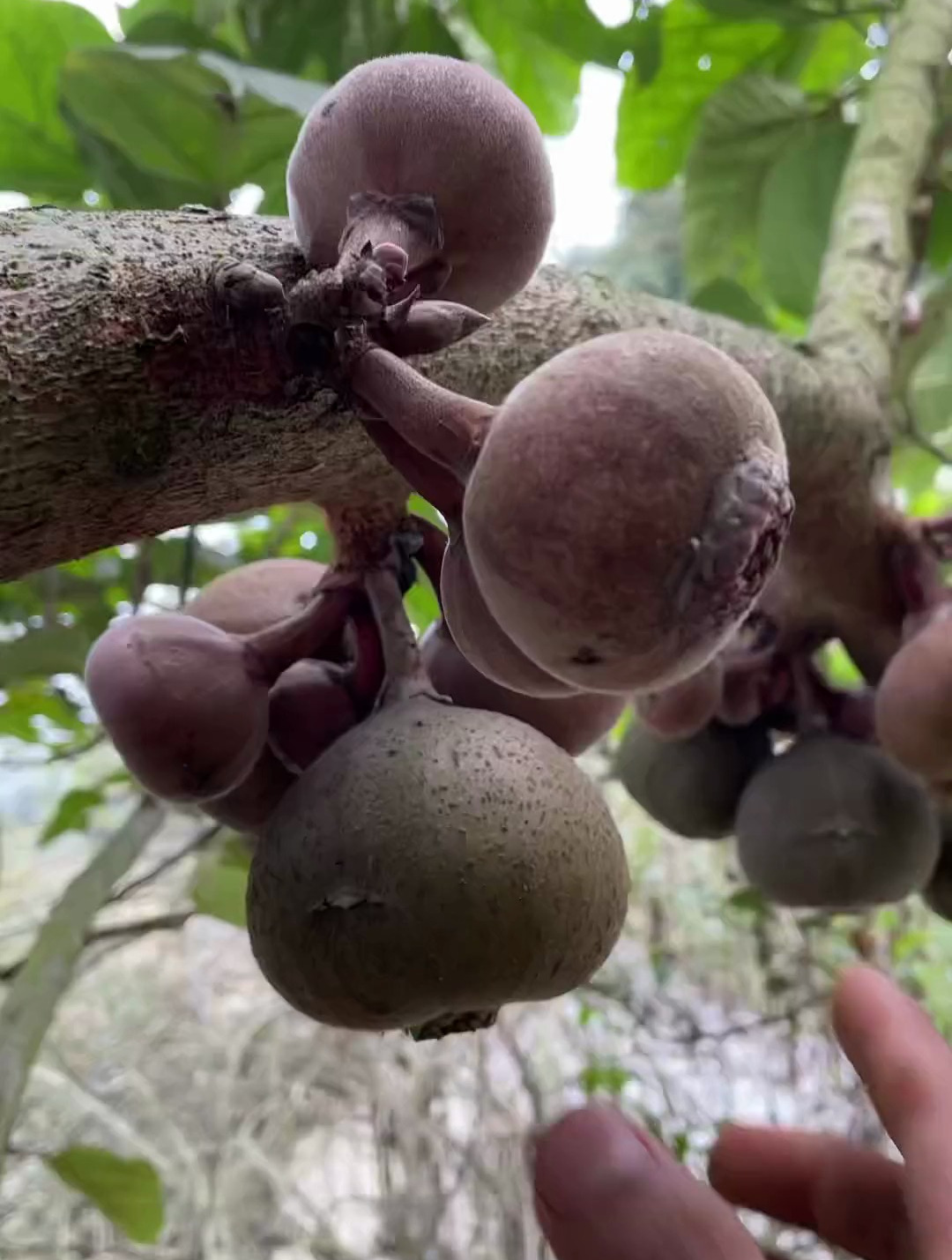 云南农村生活,这种野生的无花果你们吃过吗?-度小视