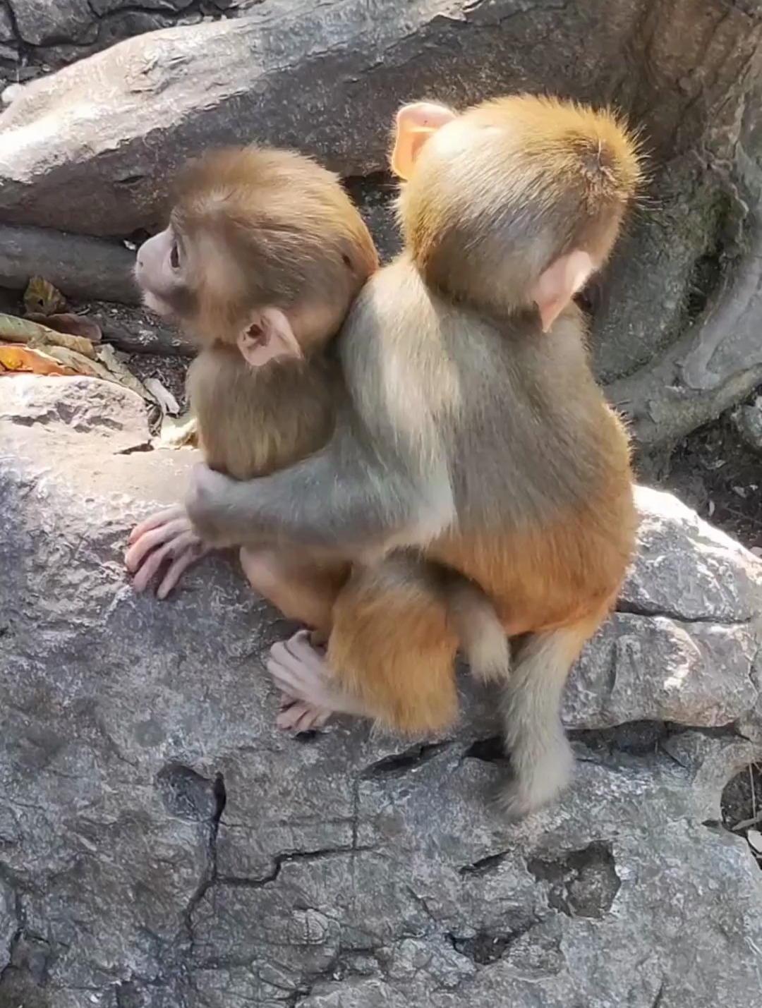 两个小猴子抱在一起玩耍,这是定了娃娃亲吗!