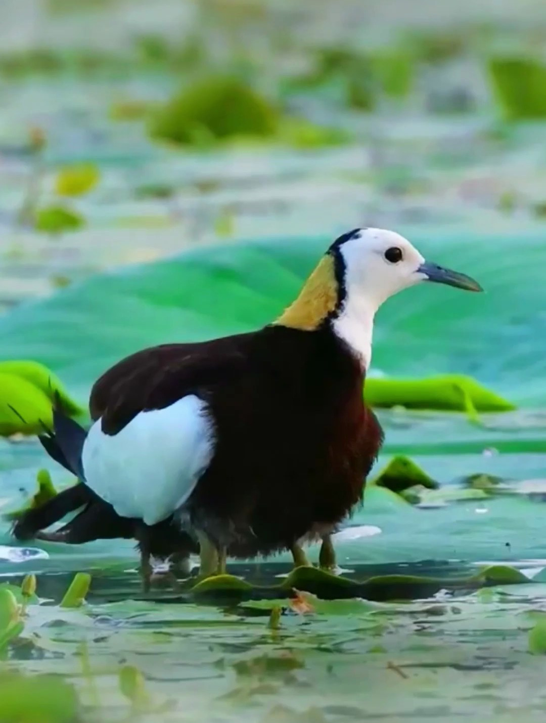 神奇动物之大长腿鸟
