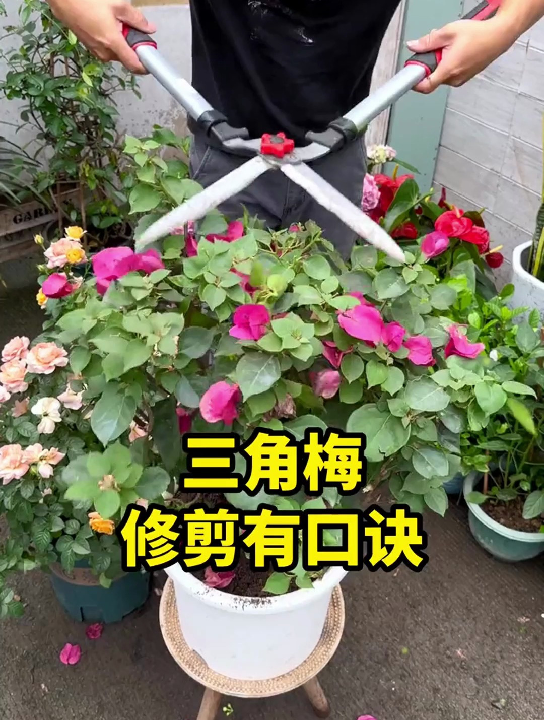 修剪三角梅,记住5字口诀,侧芽多,花苞多,开花爆盆很简单