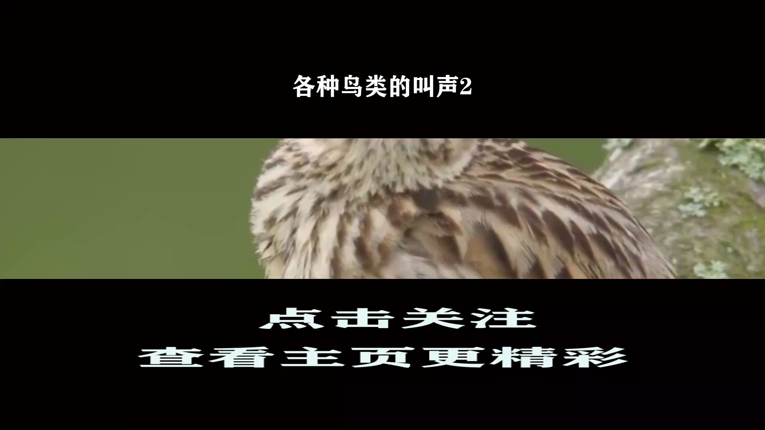 各种鸟类的叫声2