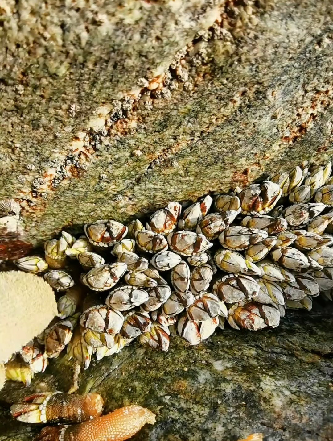 找了好久,在悬崖边上,终于给我发现了,这鹅颈藤壶真的好长啊