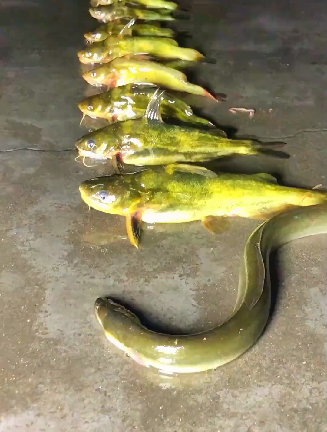 一个晚上钓这么多,黄辣丁