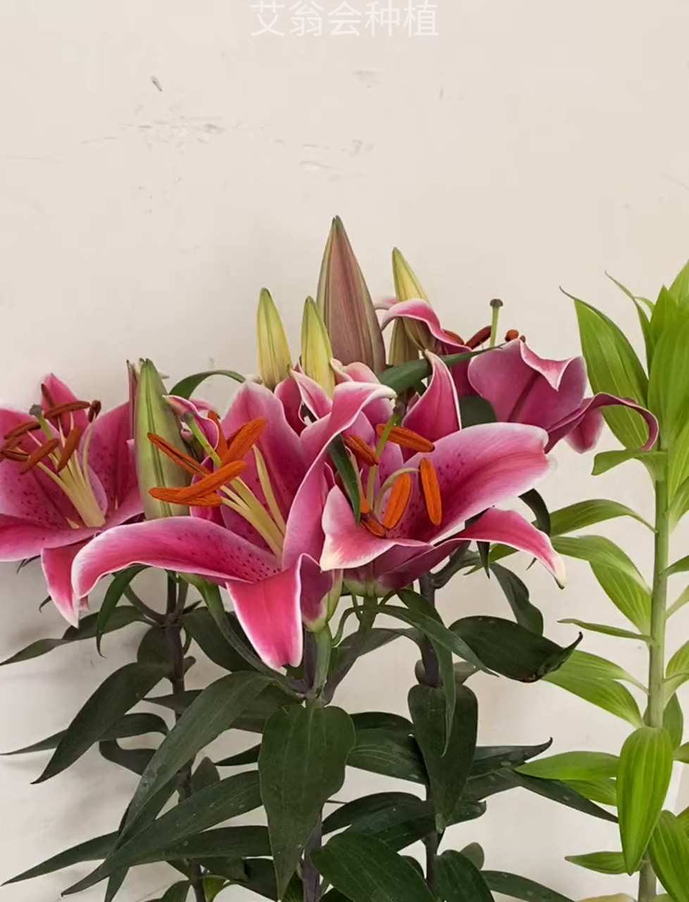 香水百合绽放,美得让人心动