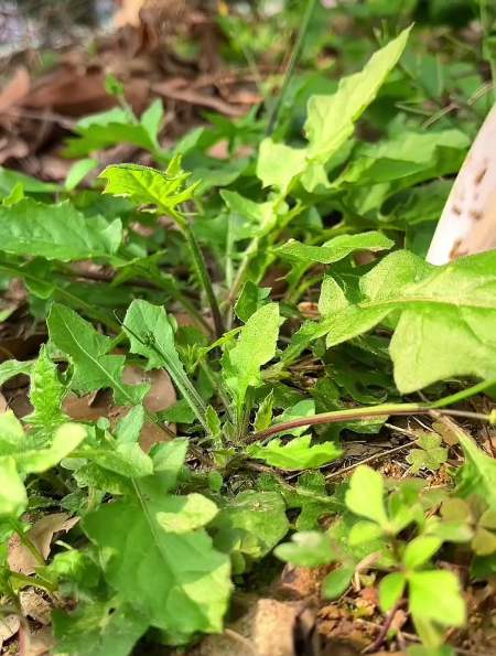 黄鹌菜,别名土荠菜,野青菜,你们家乡有种植物吗-度小视