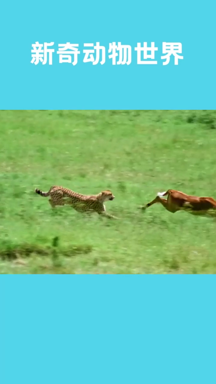 有趣的动物追捕慢动作纯享时刻