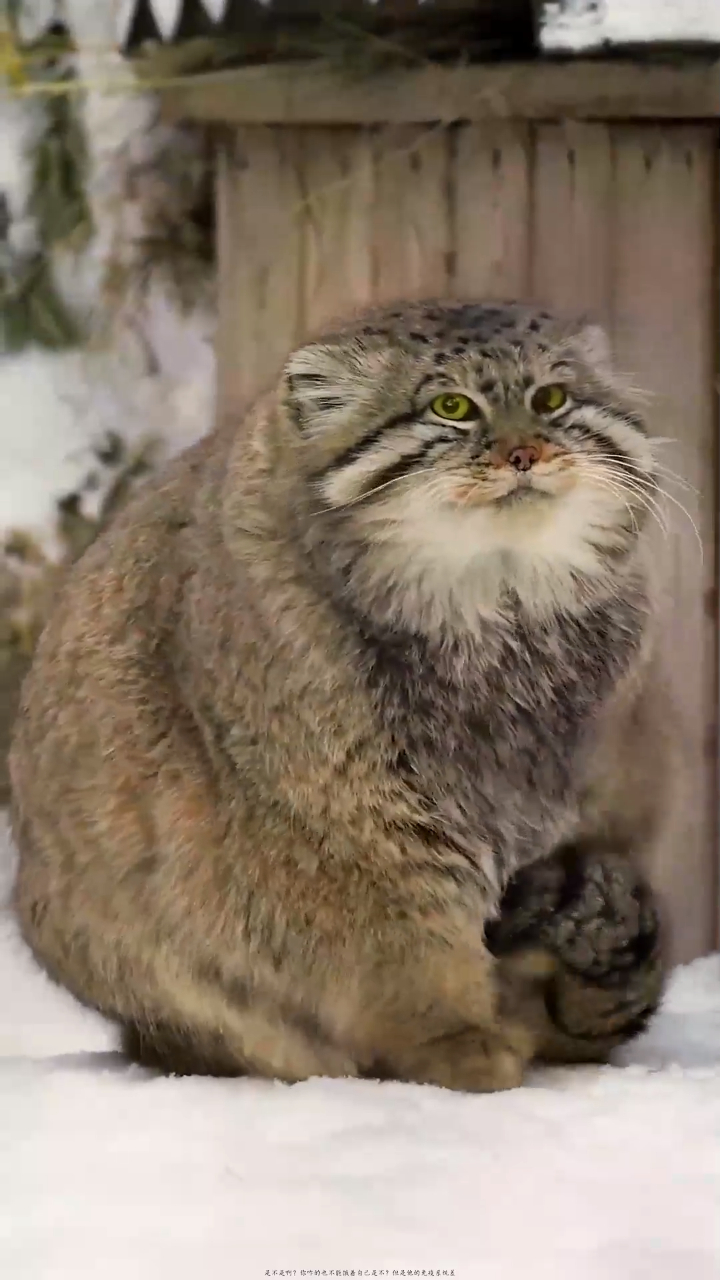 兔狲是不是野生动物里面长得可爱的?-度小视