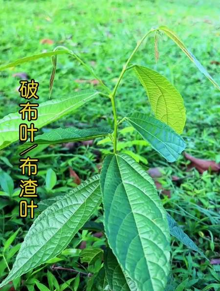 植物科普破布叶,又名布渣叶,南方常见植物之一-度小视