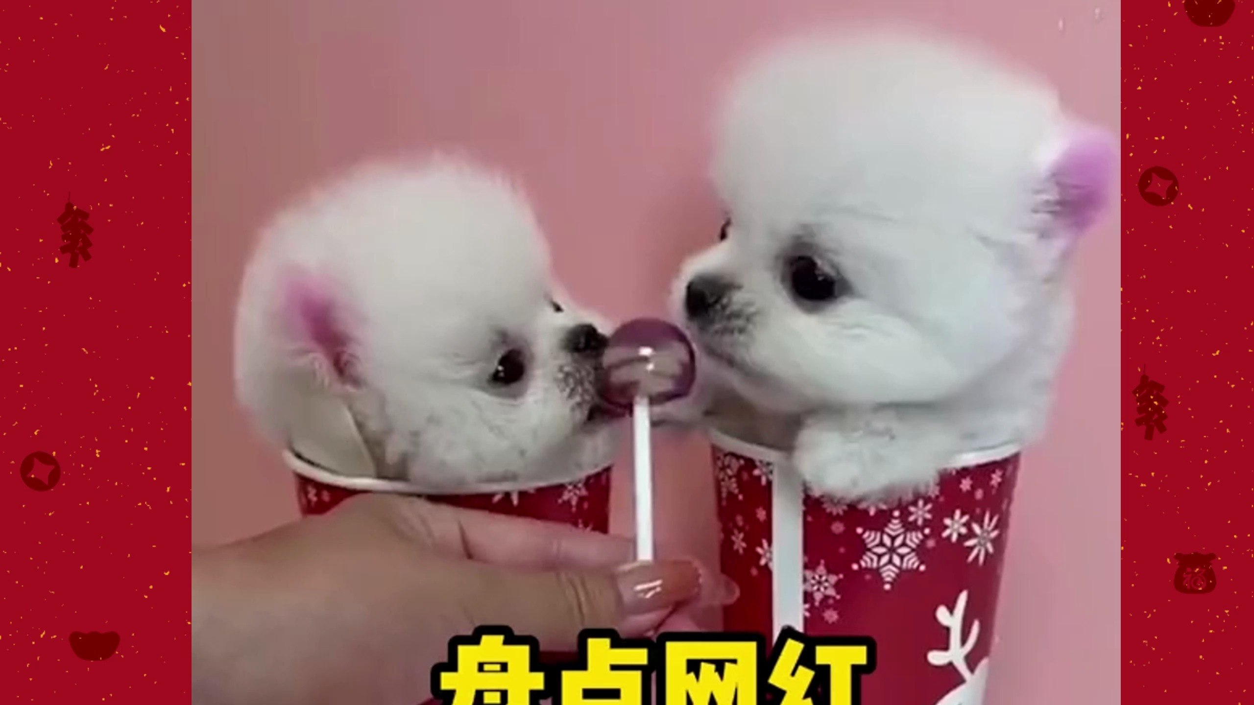 盘点网红表情包的狗狗原型