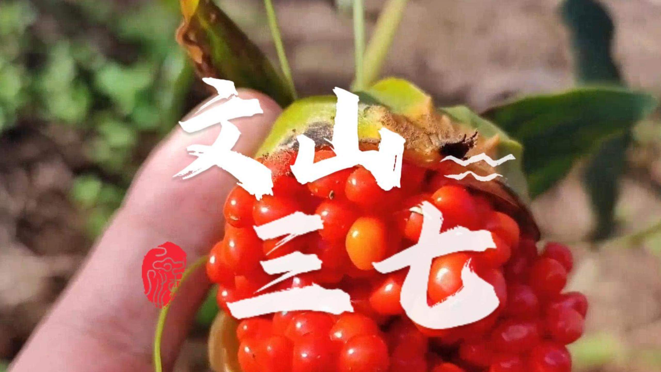 云南文山三七:神奇的中药材!