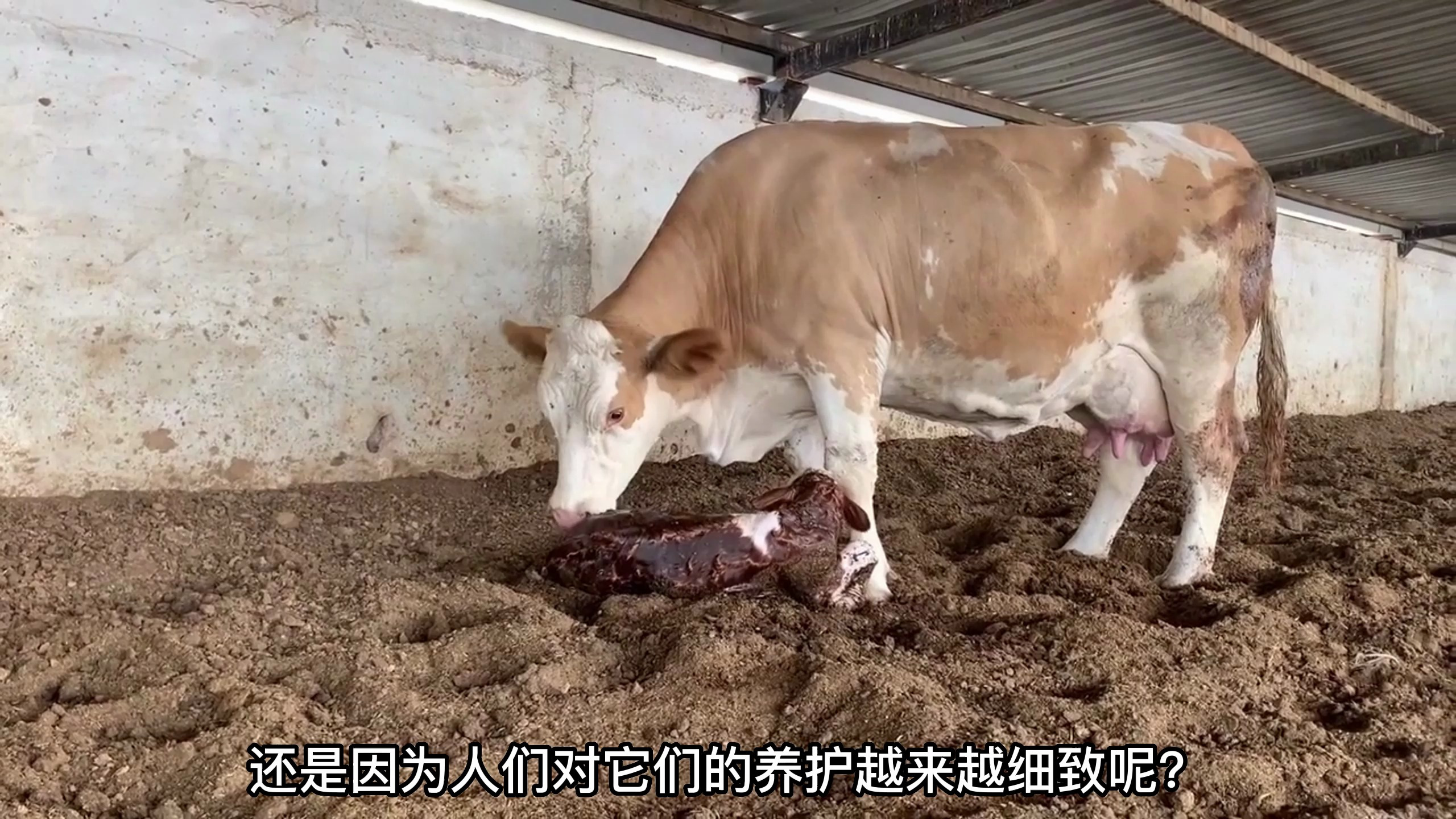 学学给牛输液,对于养牛真的很重要