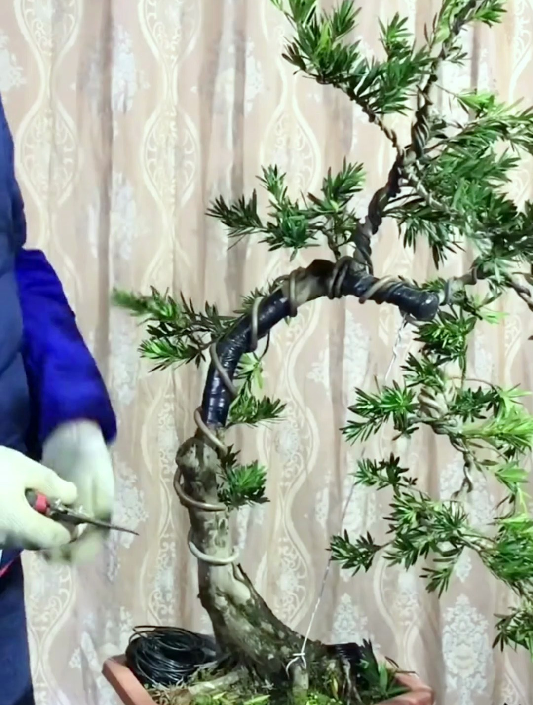 直杆罗汉松渣渣桩,只能破杆拿弯修剪造型来提升其价值了!