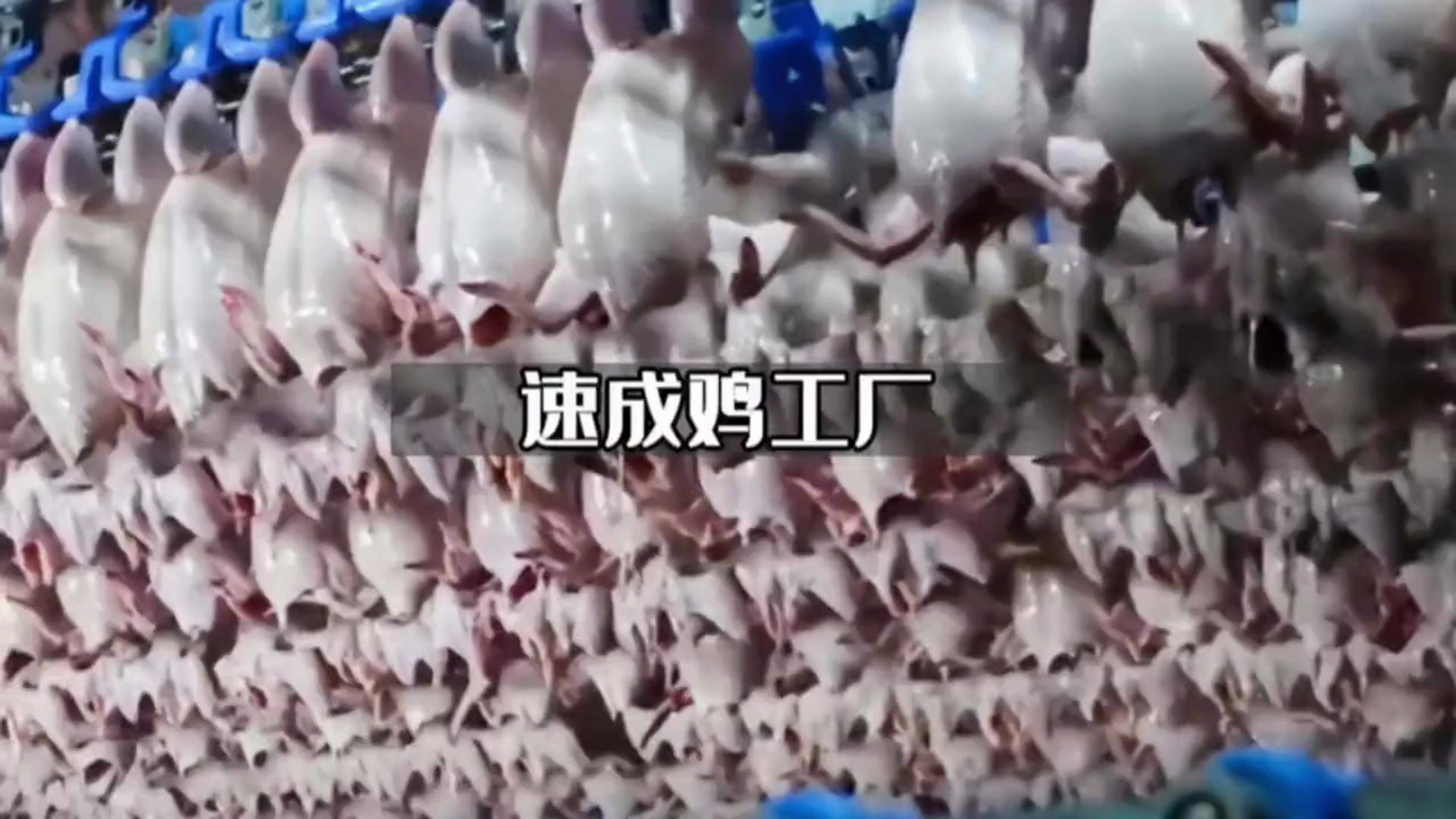 40天的速成鸡、究竟是如何做出来的?