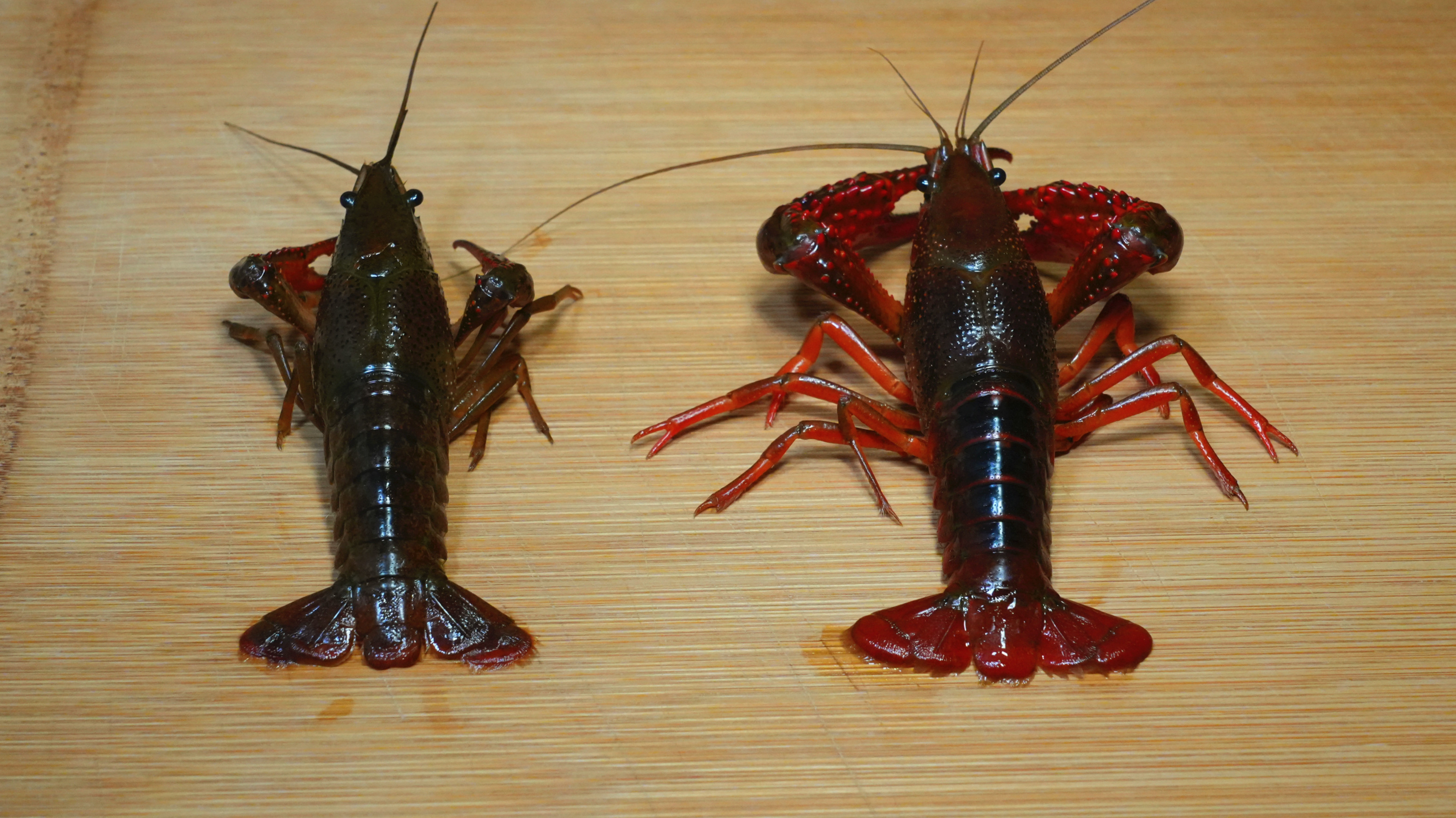 小龙虾别乱买，原来公母差别这么大