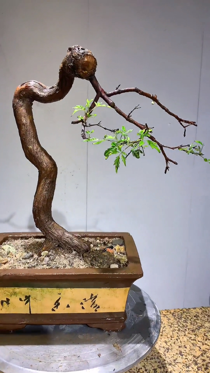 根艺小叶崖荆,很有创意的盆景素材,新手值得拥有-度小视