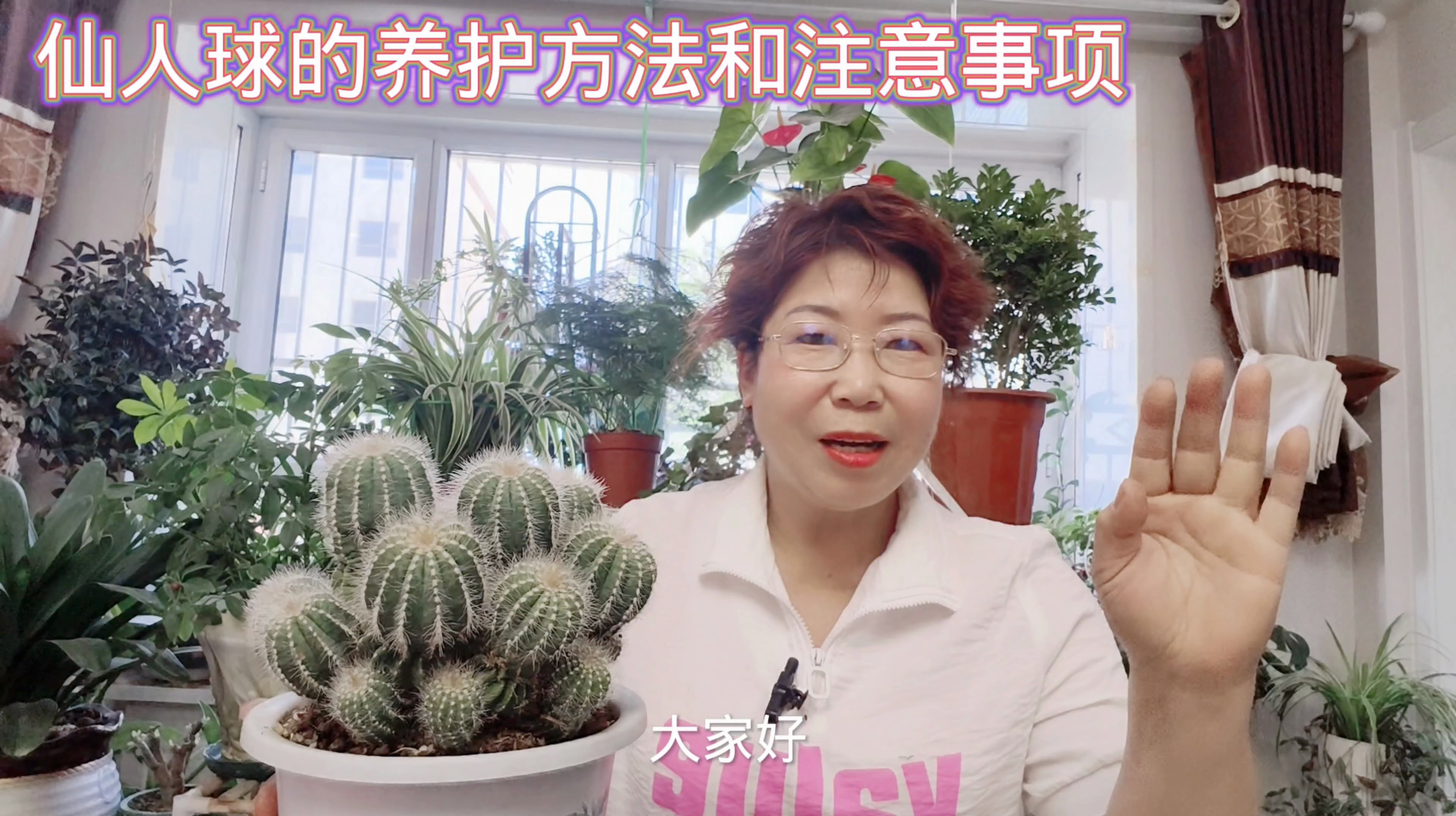 仙人球的养殖方法和注意事项