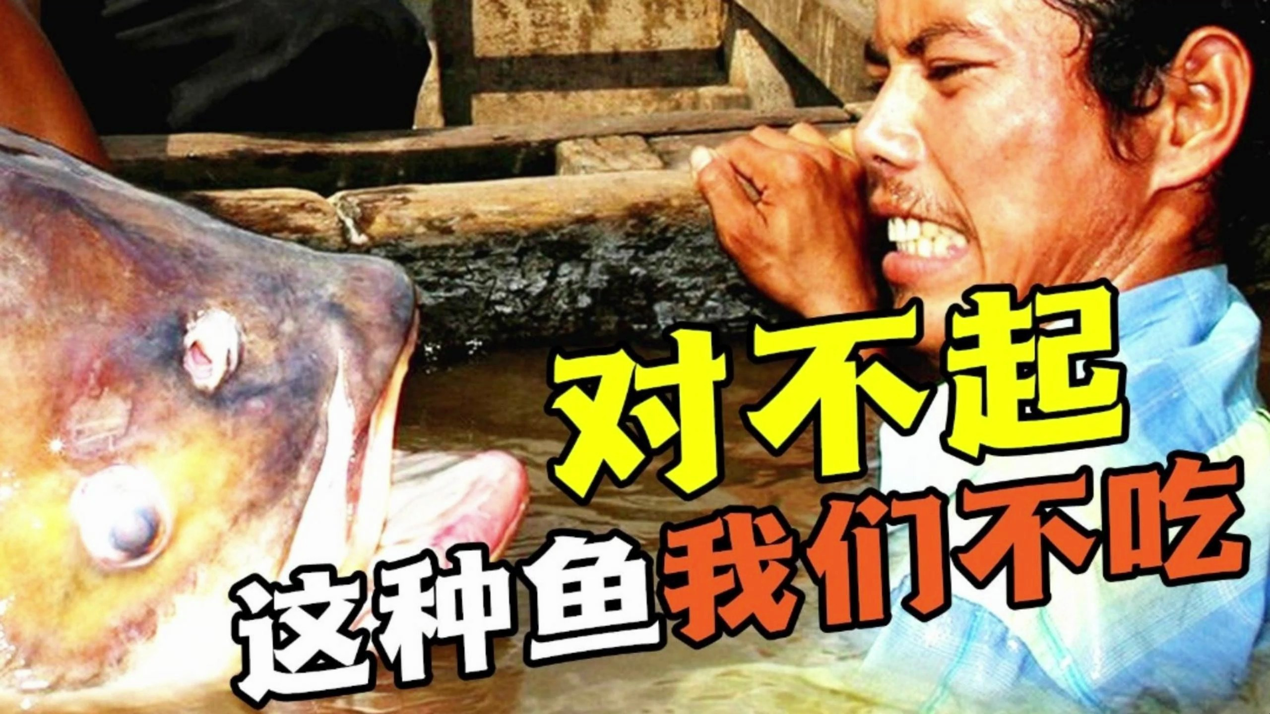 中国吃货什么都敢吃,为什么却很少吃猫肉呢?因为猫肉发酸吗?