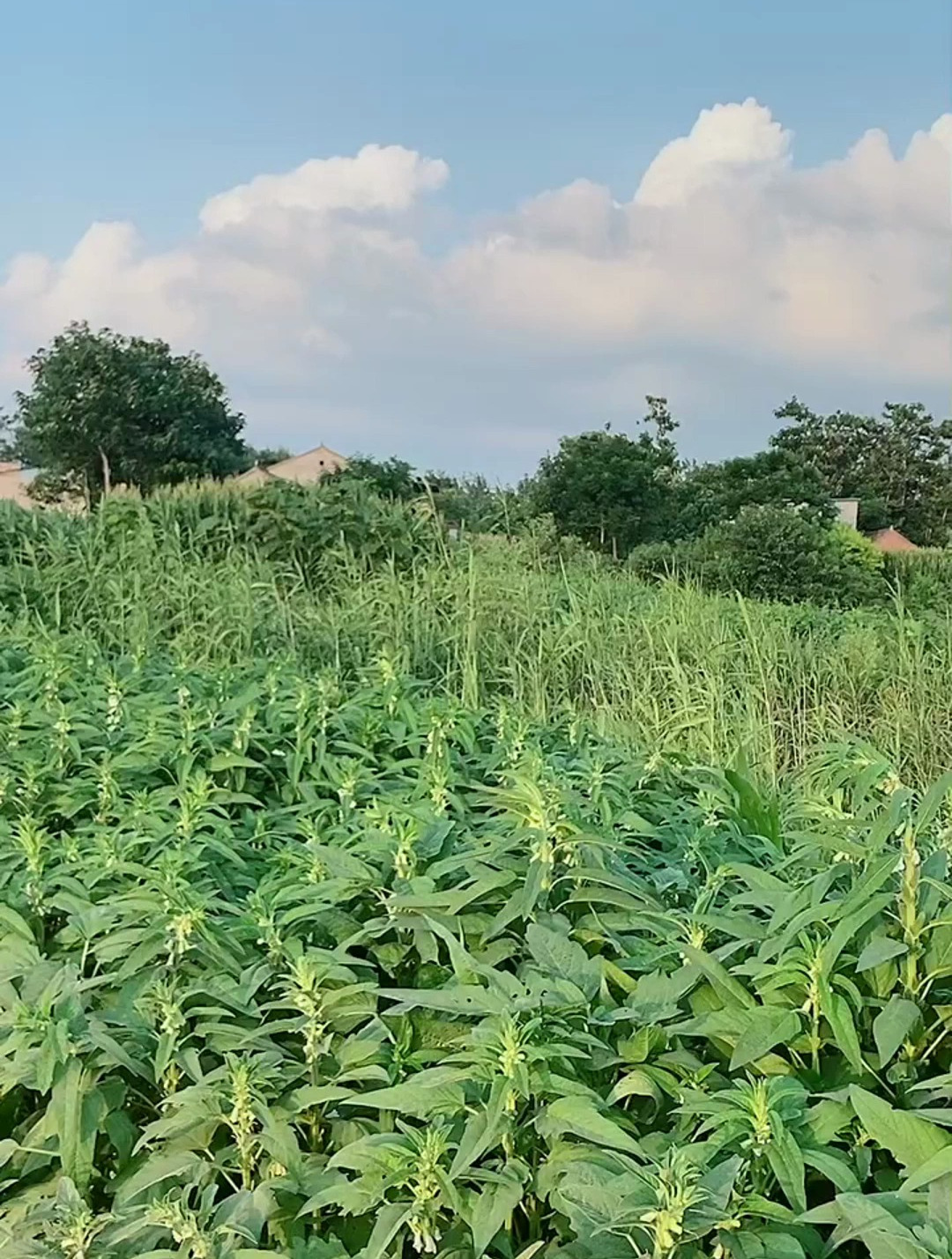 庄稼地里的风景图片