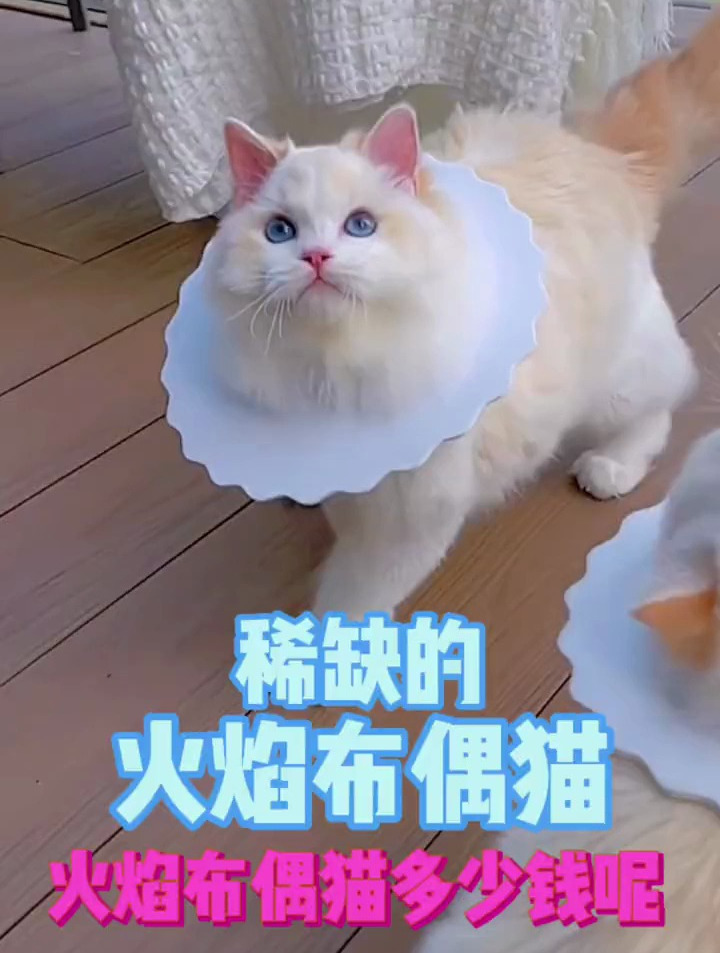 火焰布偶猫多少钱一只图片