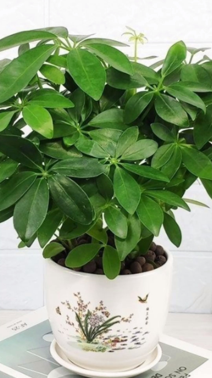 家里养一盆七叶莲又叫八方来财,寓意财运滚滚来,事业高升-度小视