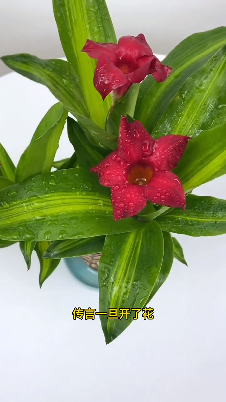 巴西木又叫幸运木,传言说一旦开花就能遇到幸运的事情