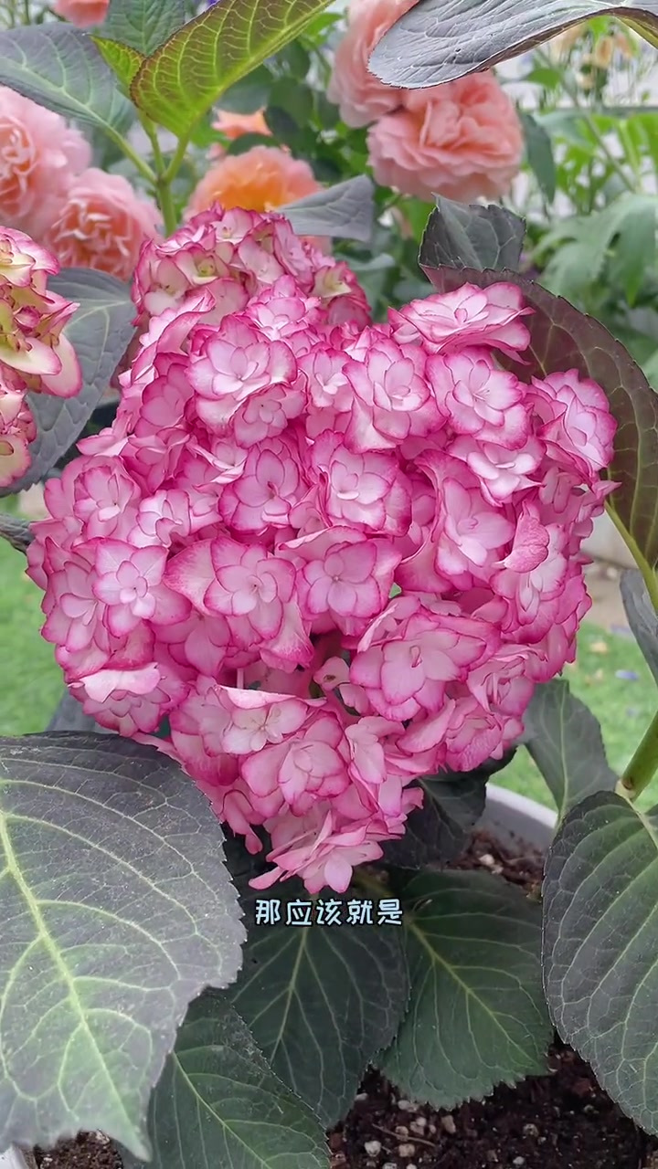 你就说美不美吧 纱织小姐 绣球花-度小视