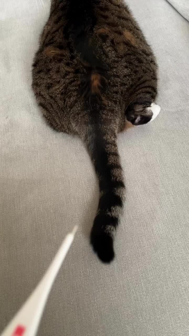 猫:你为何要捅我的皮燕子?