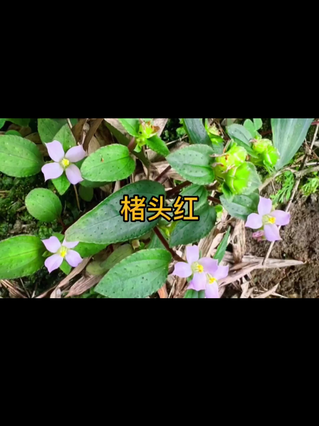 今天又发现了野生的:楮头红 别名:风柜斗草-度小视