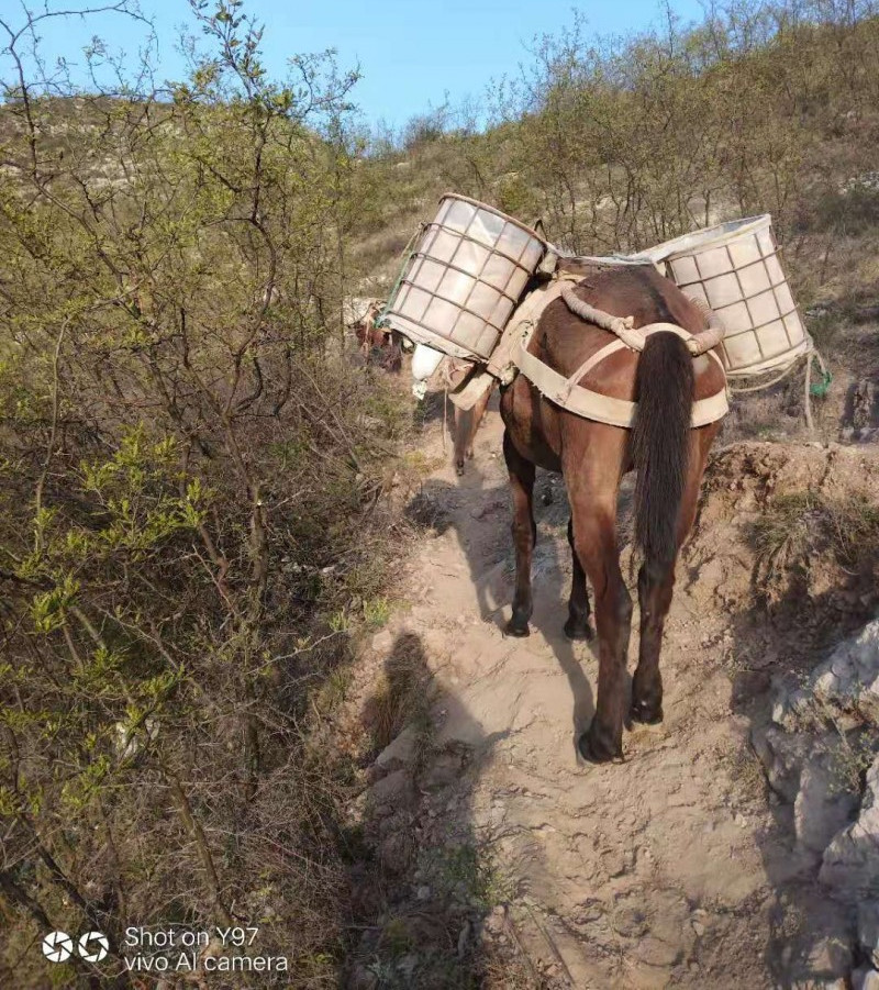 广西马帮运输队