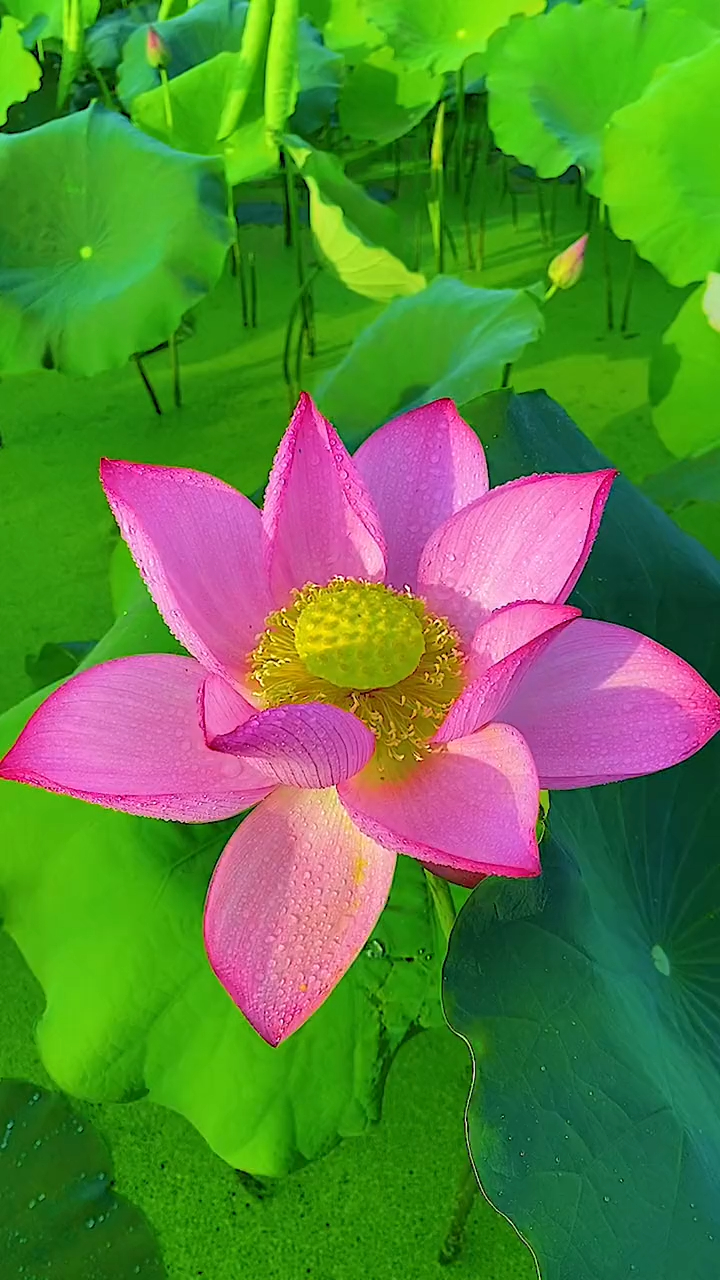 粉红色的荷花像一位穿着粉红衣裳的少女