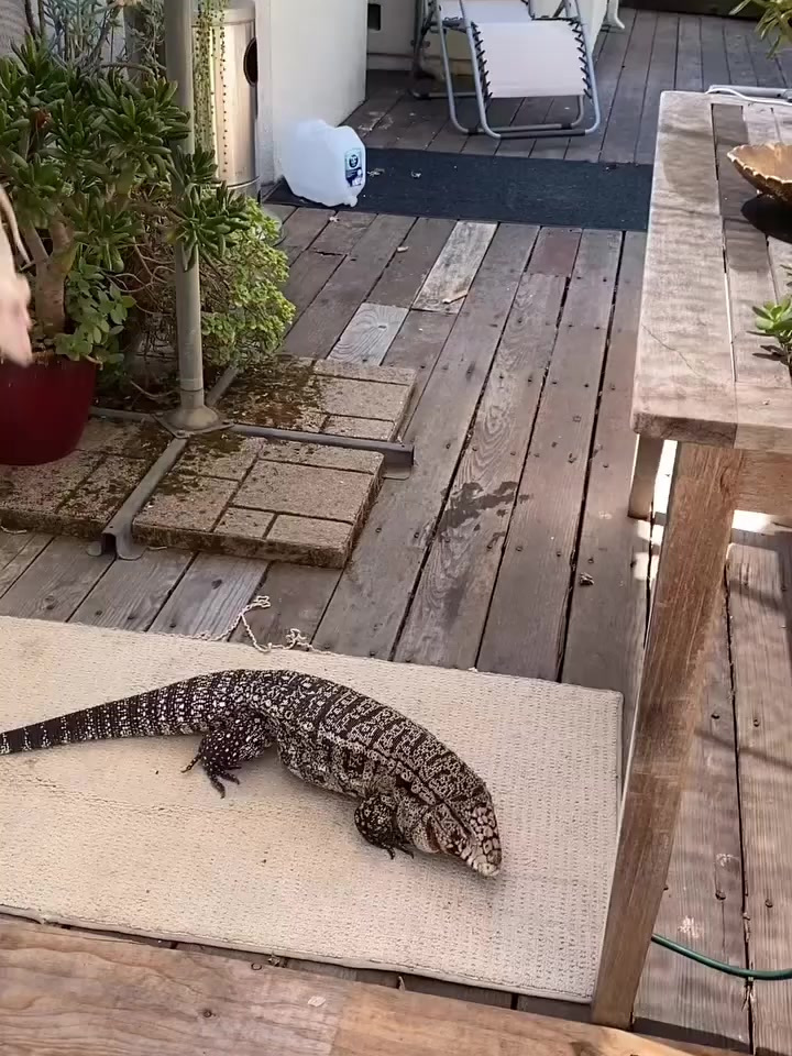 我自己养的大蜥蜴