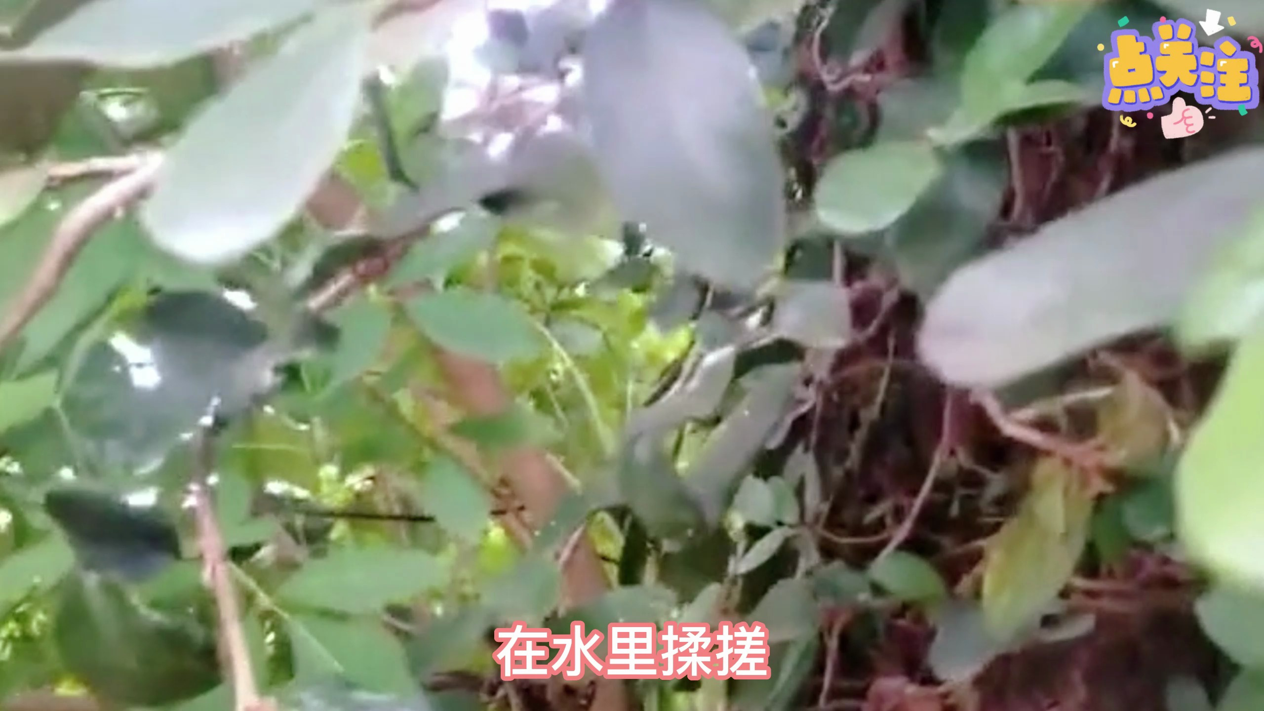 你知道这个是什么东西吗?