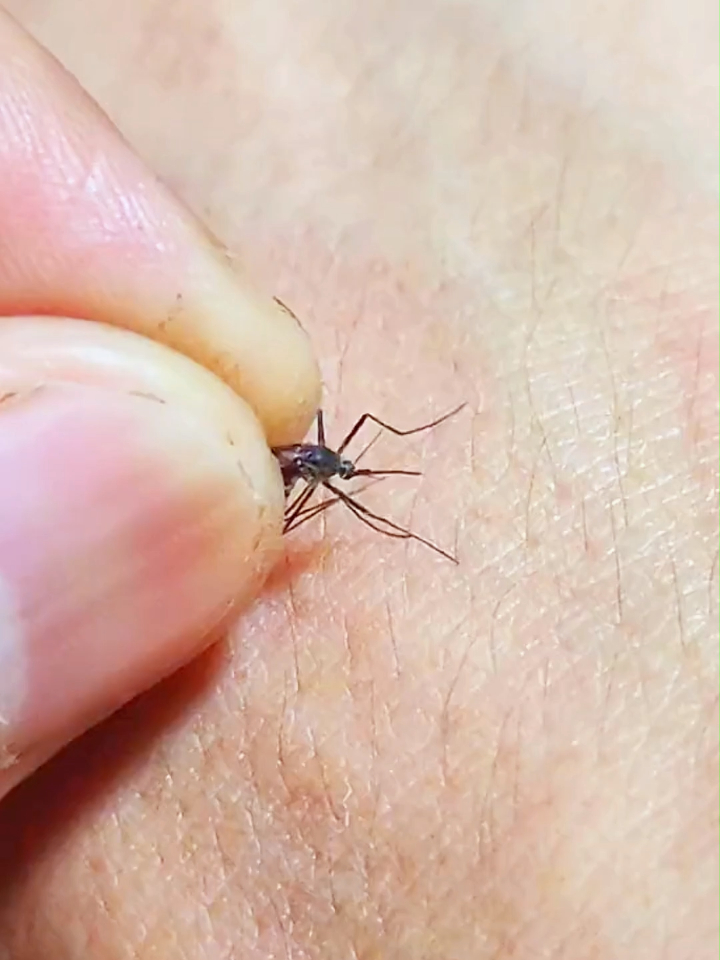 抓到"蚊子"不要直接拍死,这样做夏天不再寂寞