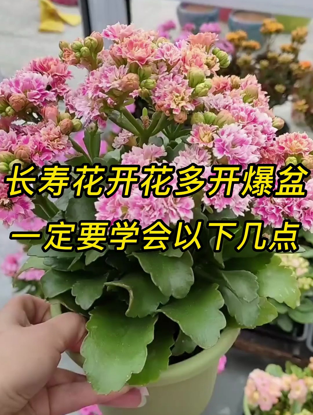 长寿花开花多开爆盆一定要学会以下几点