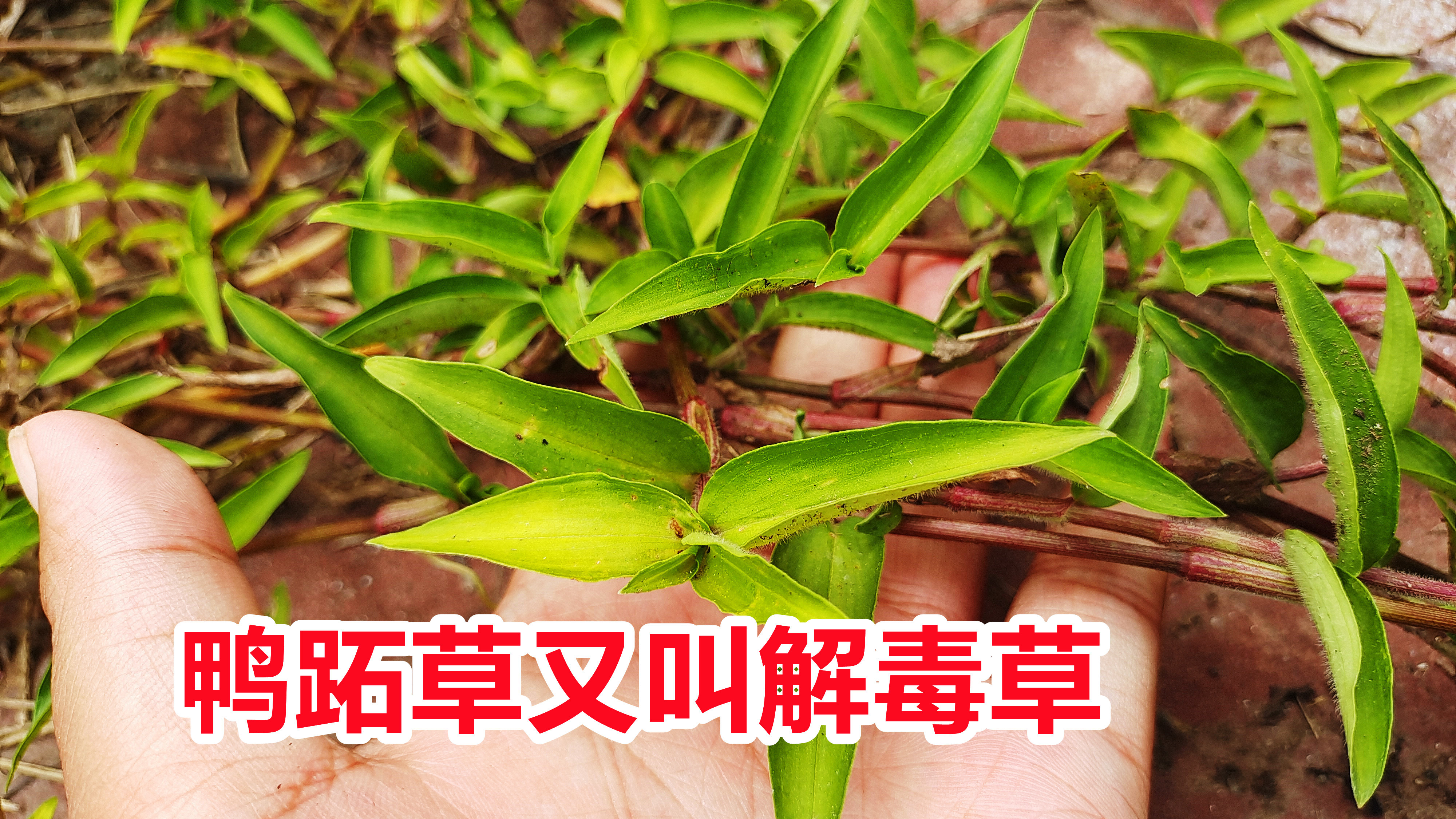 农村常见的鸭跖草,被老人称为“解毒草”,解决不少男女生活烦恼