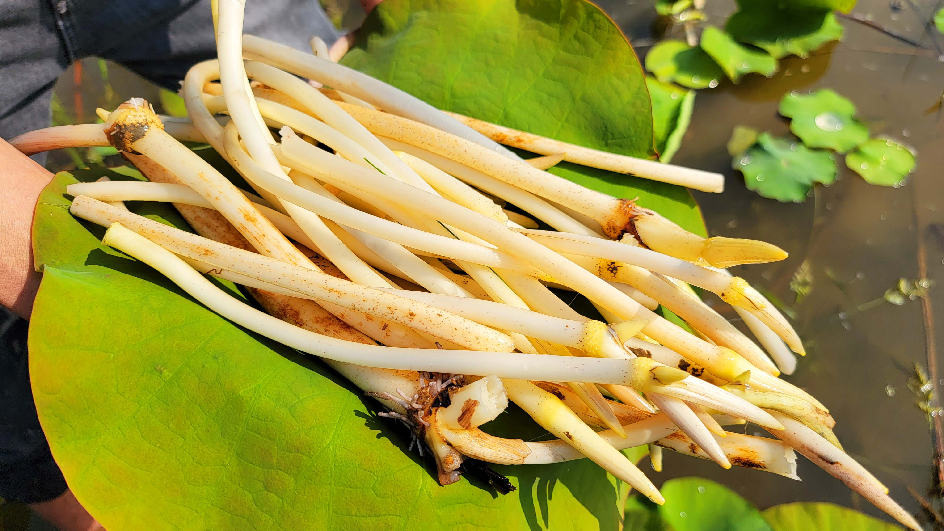 大鱼大肉吃腻了,试试这道酸辣藕尖,酸辣爽脆不发黑,简单易学